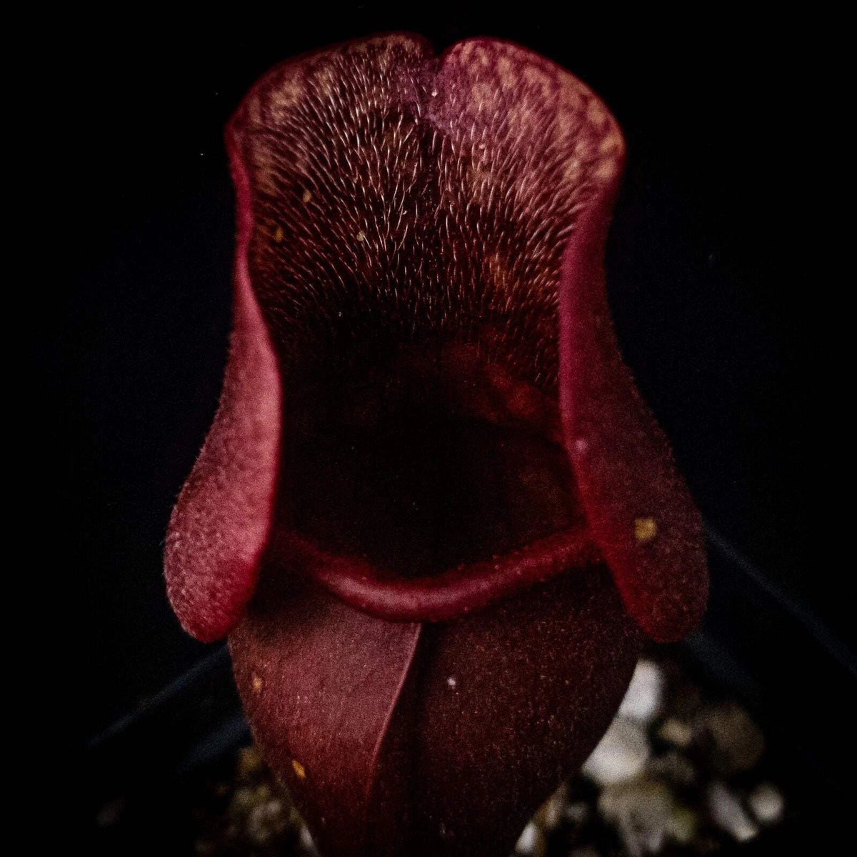 Sarracenia purpurea Venosa Red | Live Carnivorous Plant | Purple Pitcher Plant for Home Decor | Easy Care Indoor/Outdoor