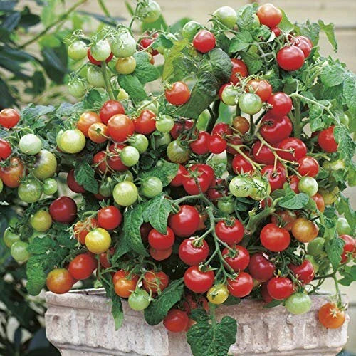 Tiny Tim Tomato Seeds | Heirloom Non-GMO | Solanum lycopersicum | Compact Cherry Variety for Containers