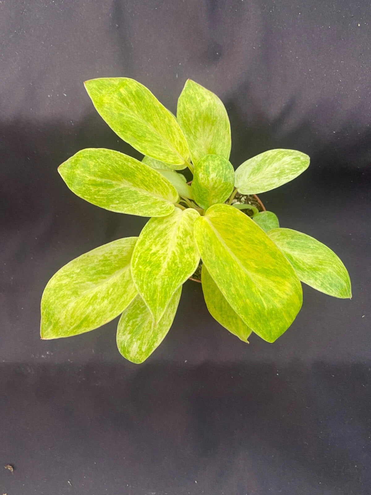 Philodendron Painted Lady Plant - Rooted 3" Pot - Tropical Houseplant - Philodendron erubescens - Variegated Green & Gold Leaves
