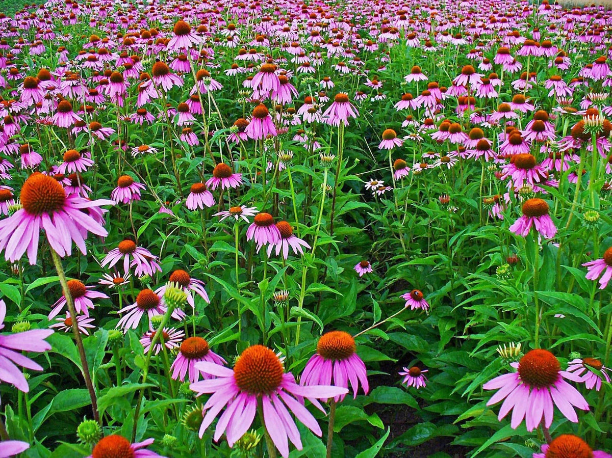 Echinacea Seeds - 100+ Pack - Purple Coneflower (Echinacea purpurea) - Non-GMO Herb Flower Seeds for Garden