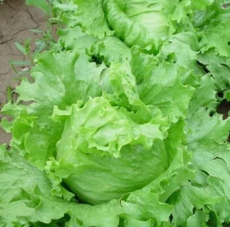 Iceberg Lettuce Seeds - 1000+ Bulk Crisphead Romaine Seeds - Lactuca sativa - Non-GMO, USA Grown