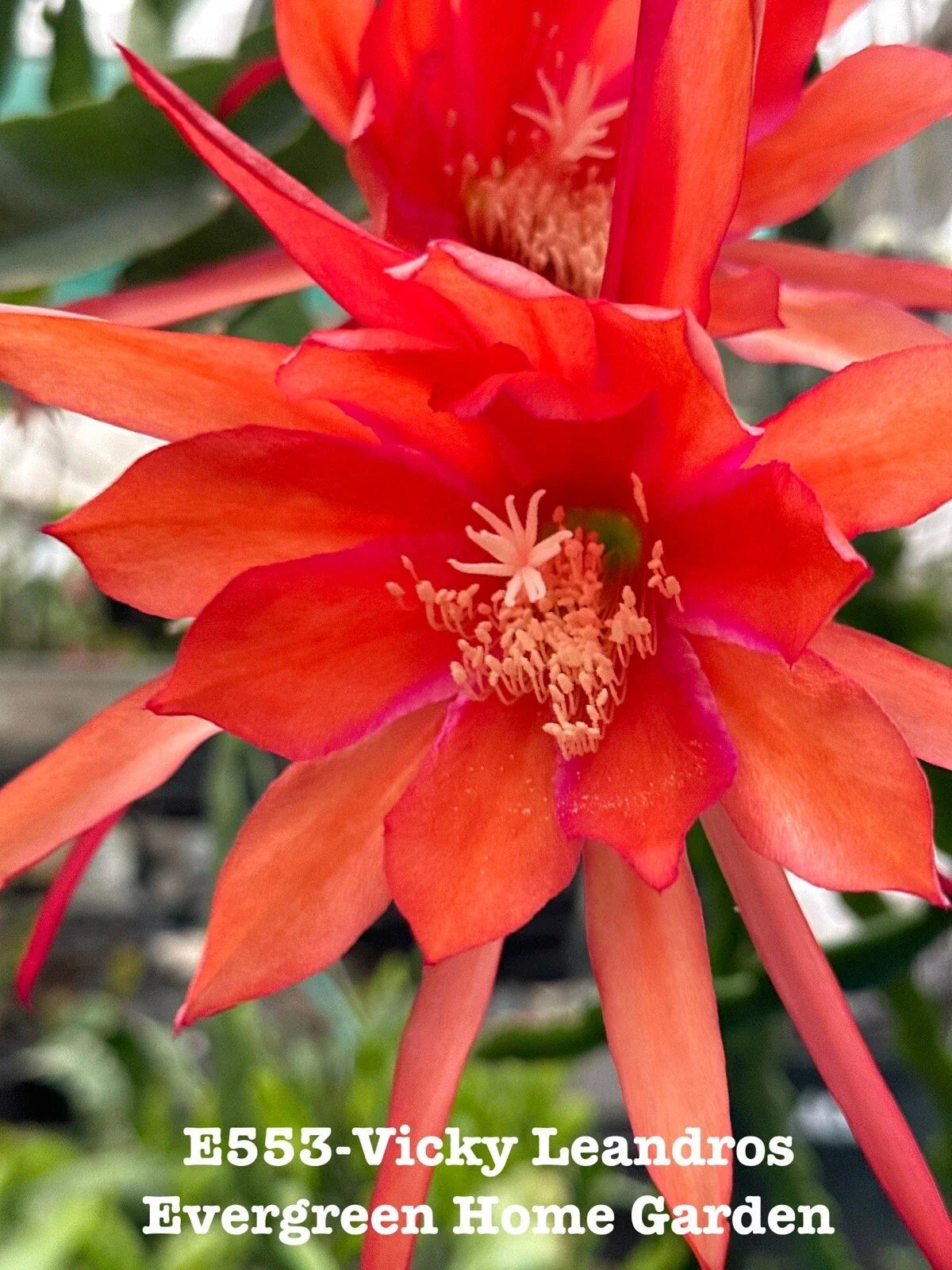 Epiphyllum Orchid Cactus 4” Starter Pot | “Vicky Leandros” | Rooted Tropical Houseplant | Epiphyllum spp.