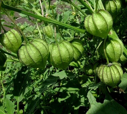 Tomatillo Seeds - 100+ Organic Heirloom Vegetable Seeds for Gardening - Physalis ixocarpa - Non-GMO Mexican Husk Tomato