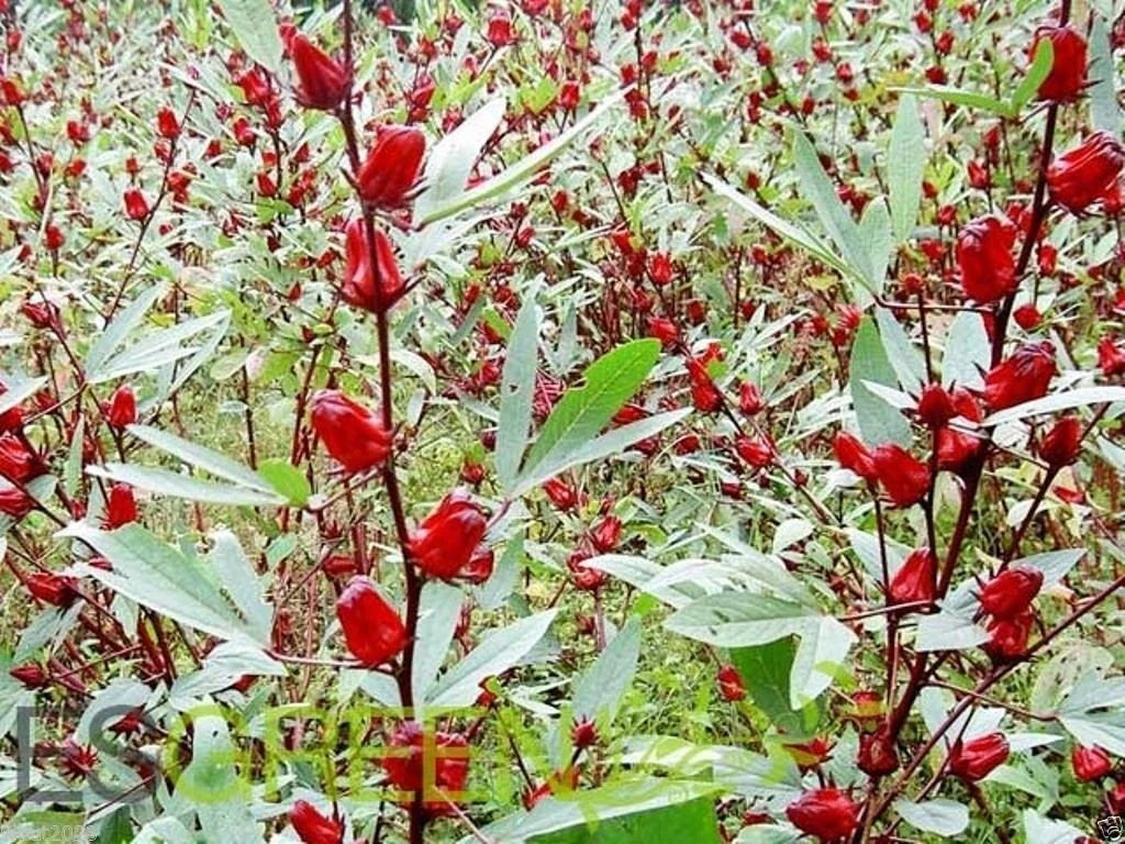 Jamaican Sorrel Seeds - 10 Pack - Florida Cranberry, Indian Roselle, Hibiscus sabdariffa - Edible Calyxes for Garden