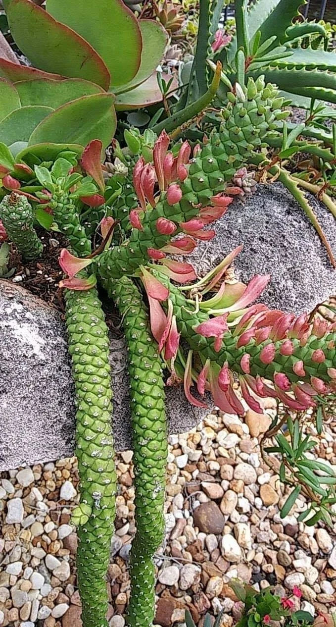 Euphorbia Monadenium Stapeloides Guentheri Medusa Succulent Cactus Plant, Unique Tentacle Texture, 4-Inch Pot