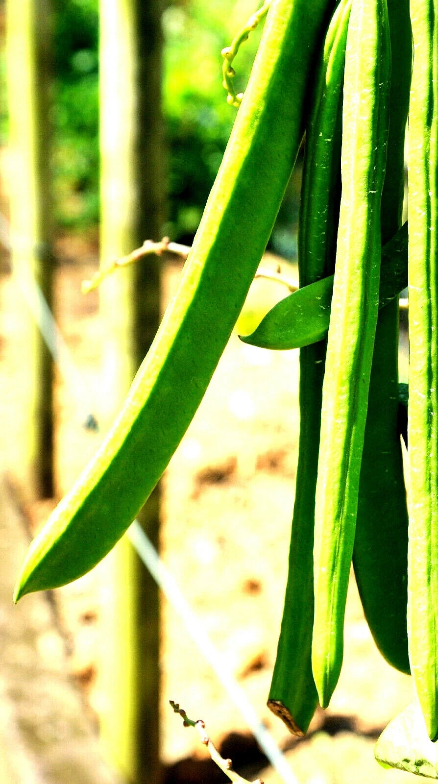Wonder Bean Seeds - 10 Pack - Giant Jack/Sword Variety - Canavalia ensiformis - Premium Gardening Seeds