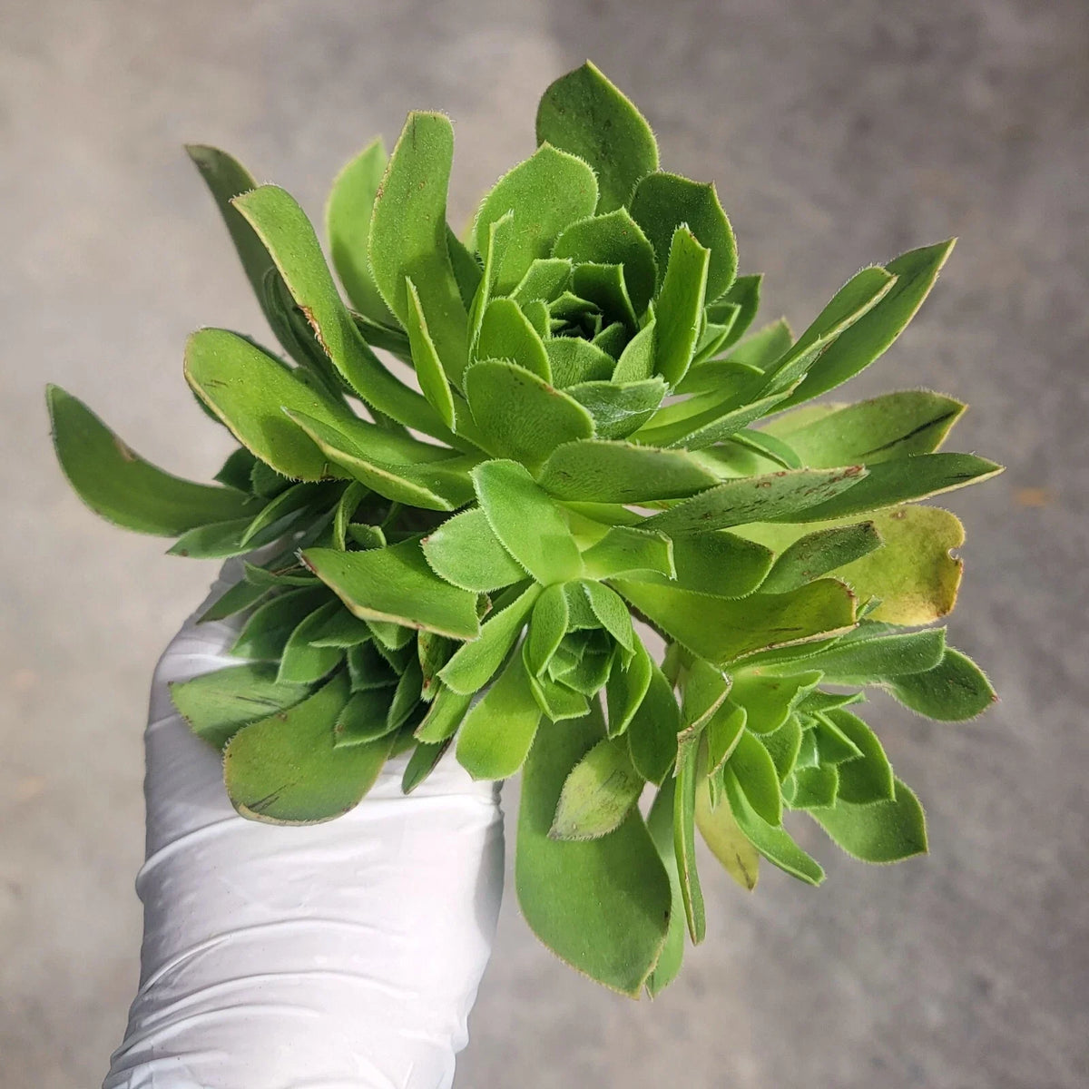 Aeonium Cutting - Cluster Variety - Aeonium Arboreum cv - No Roots - Low Maintenance Succulent for Indoor/Outdoor Gardening