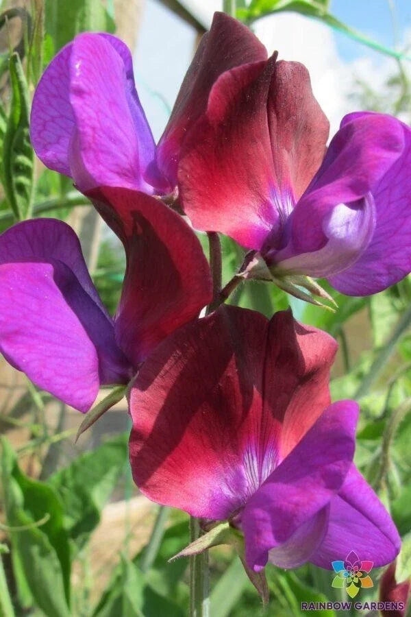 Matucana Sweet Pea Seeds - 50 Pack - Lathyrus odoratus - USA Grown, Fragrant, Colorful Blooms for Garden Planting