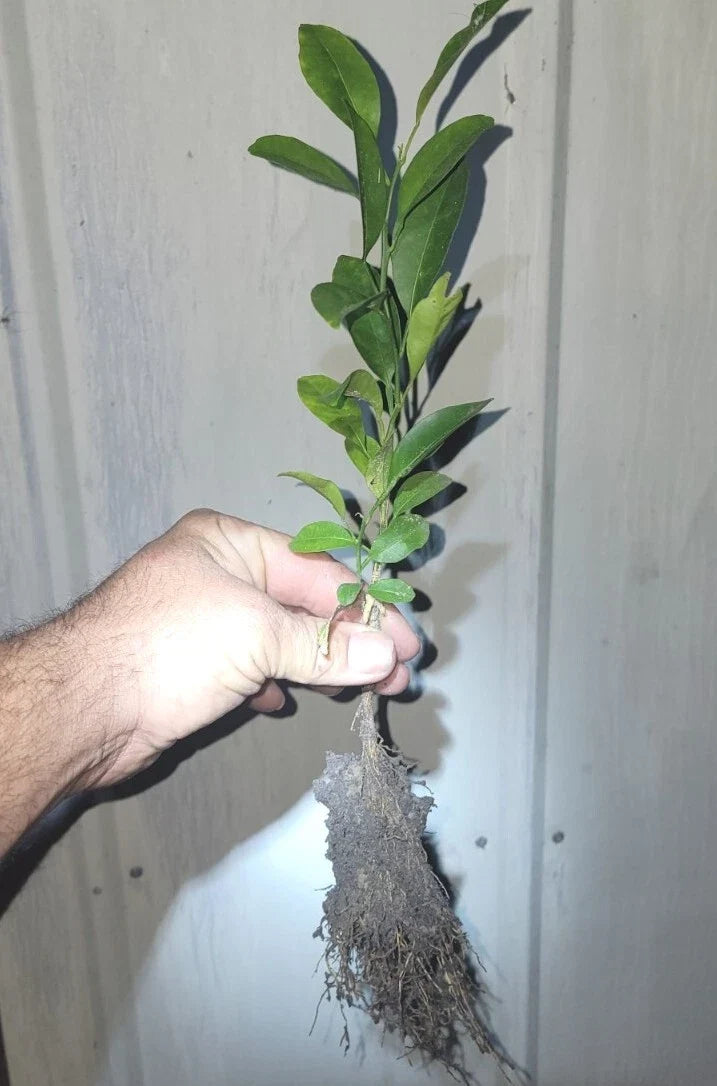Organic Satsuma Orange Tree Seedlings - 2-3 Feet - Citrus unshiu - Ideal for Home Gardens, Non-GMO, Easy to Grow