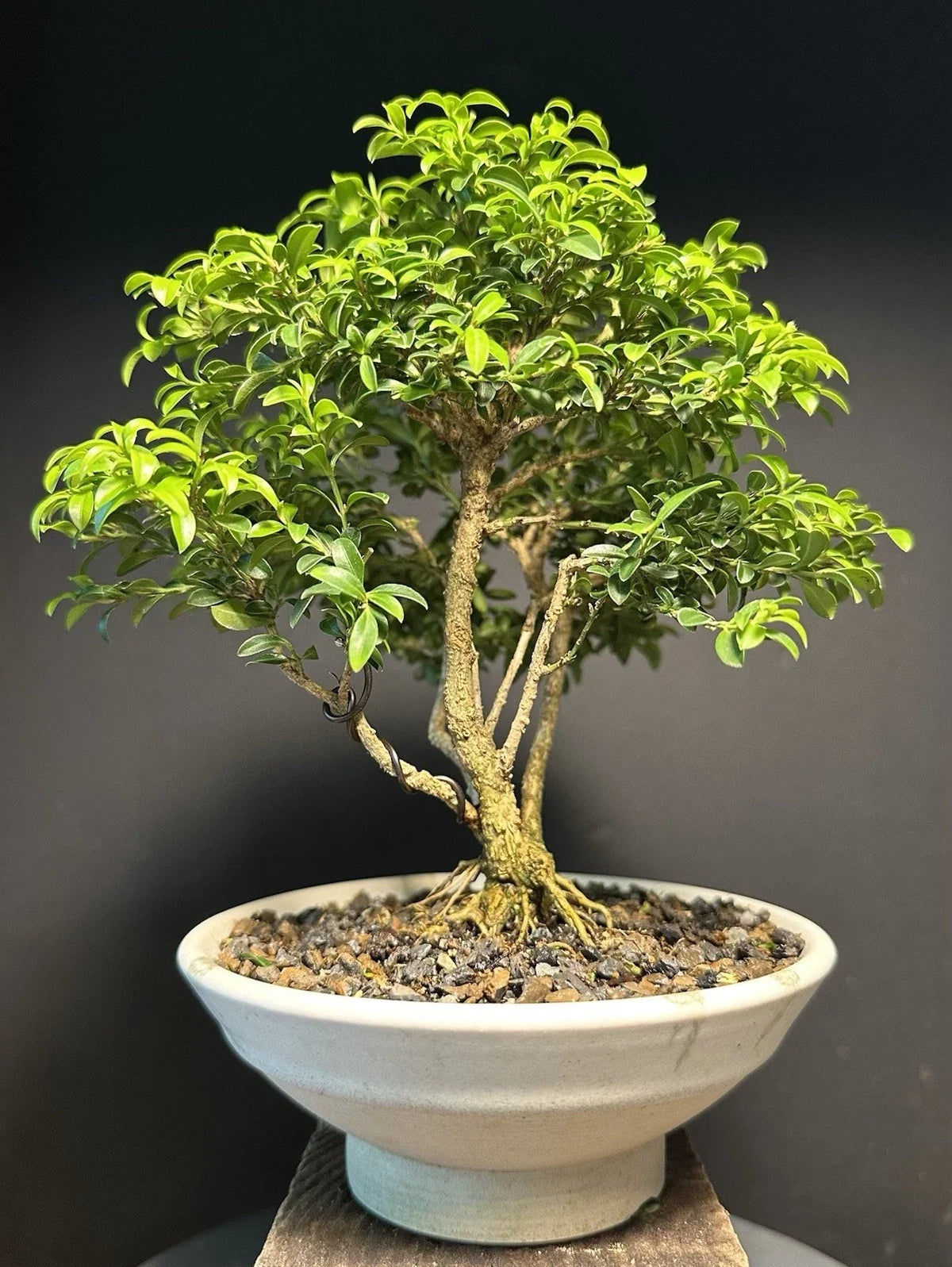 Mame Size Kingsville Boxwood Bonsai Tree 9” Glazed American Tea Pot - Buxus microphylla 'Kingsville' - Indoor/Outdoor Decor
