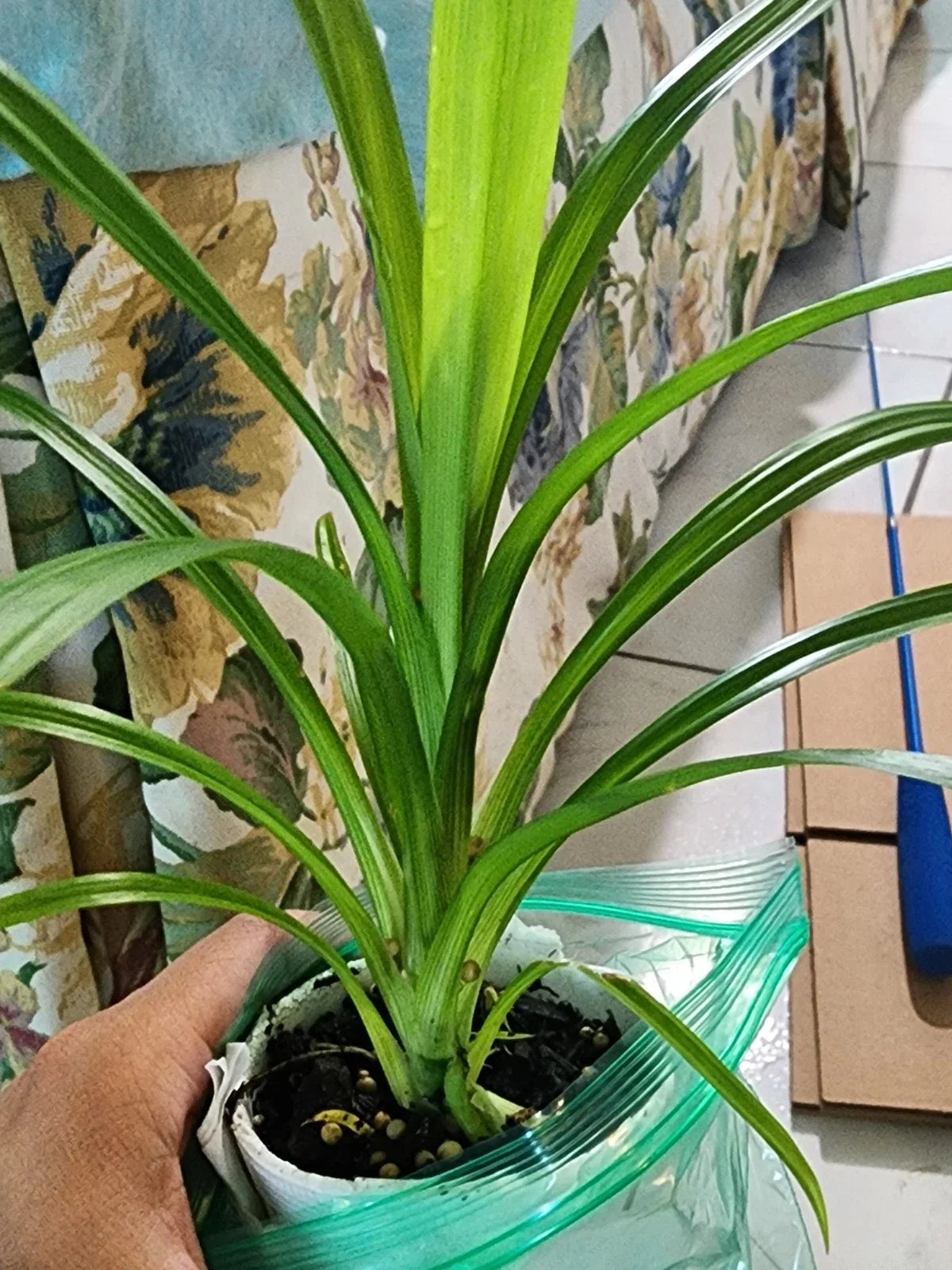 Live Pandan Leaf Plant 6"-10" - Lá D?a Culinary Herb - Pandanus amaryllifolius - Fragrant for Teas & Cooking