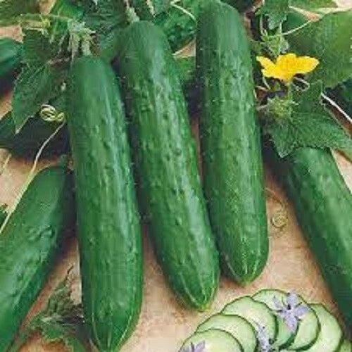 Heirloom Cucumber Seeds - Spacemaster Bush Variety - Compact & Productive - Cucumis sativus - Ideal for Containers