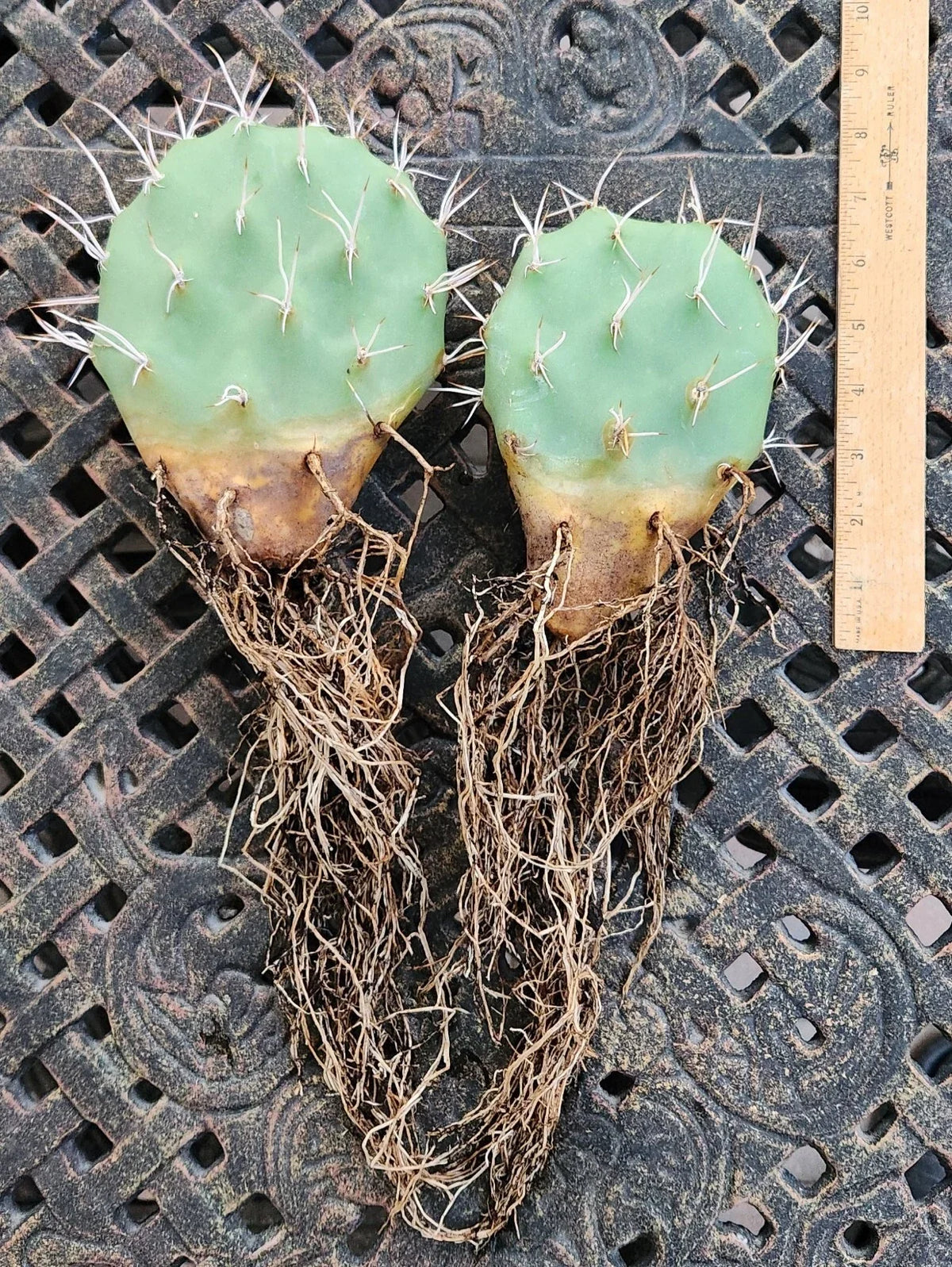 Live Rooted Cactus Cuttings (2) - Yellow Prickly Pear Opuntia Sulphurea - Drought-Resistant Succulent for Gardening