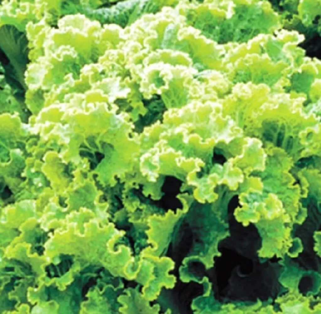 Green Ice Leaf Lettuce Seeds | Heirloom NON-GMO | Lactuca sativa | 100 Seeds for Fresh Garden Salads