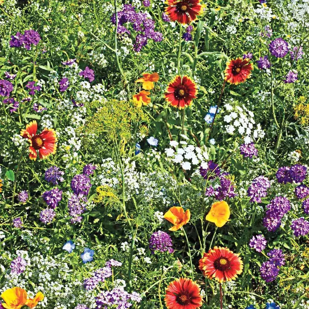 Beneficial Bug Wildflower Seed Mixture - 0.25 lb. Packet - Native Pollinator Plants - Eco-Friendly Garden Seeds