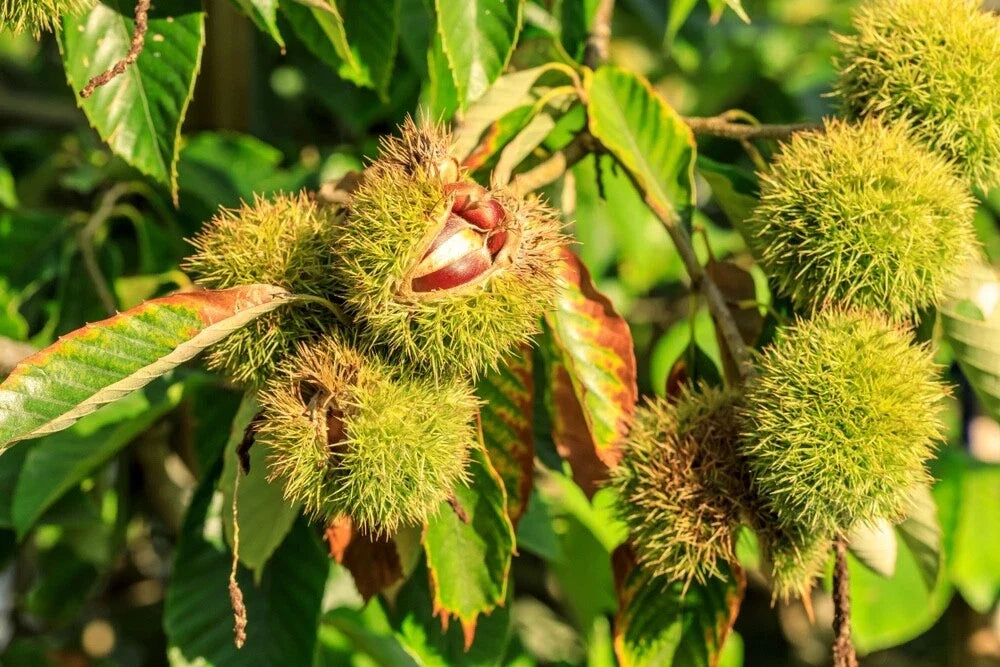 Chinese Chestnut Tree Seeds - 100 Seeds - Edible Nuts - Castanea mollissima - Attracts Deer - Perfect for Planting