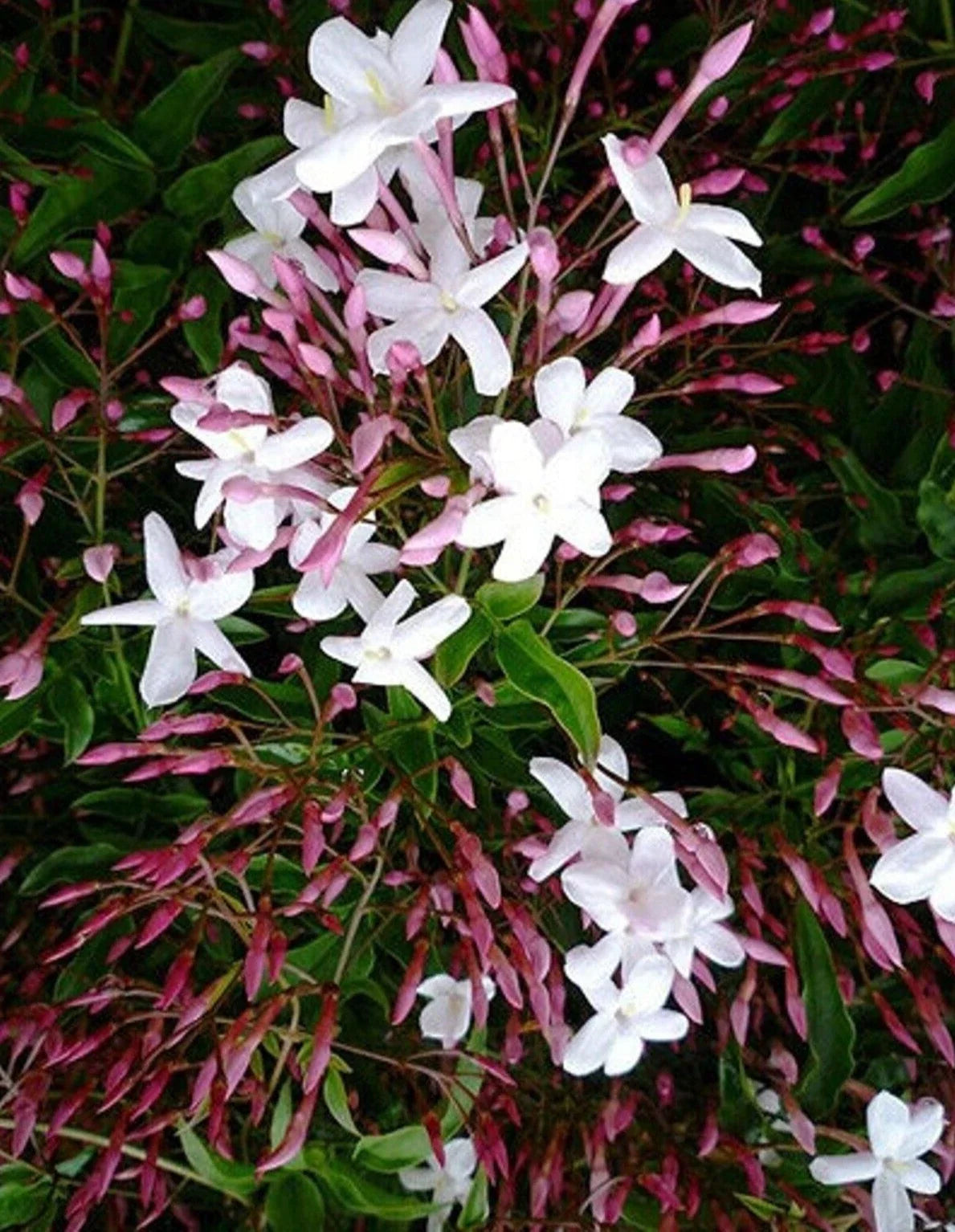 Pink Star Jasmine Cuttings 12" - Fragrant Climbing Vine - Jasminum polyanthum - Ideal for Gardens and Trellises - 10 Pack
