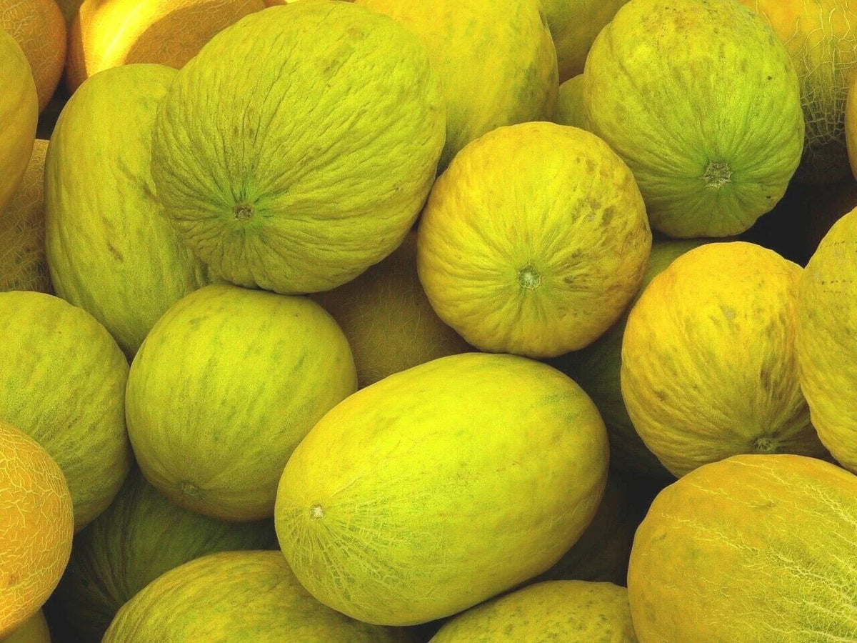 Crenshaw Melon Seeds - 50+ Heirloom NON-GMO Cantaloupe Seeds - Cucumis melo - Perfect for Home Gardening