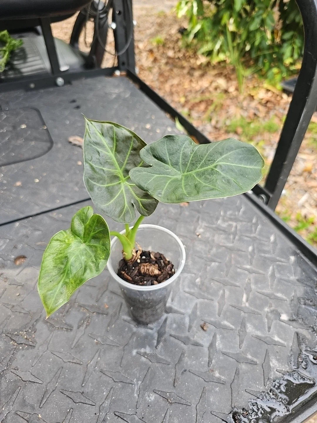 Alocasia Regal Shields Houseplant 3" Pot | Elephant Ear Plant | Alocasia 'Regal Shields' | Dark Green Leaves with Silver Veins