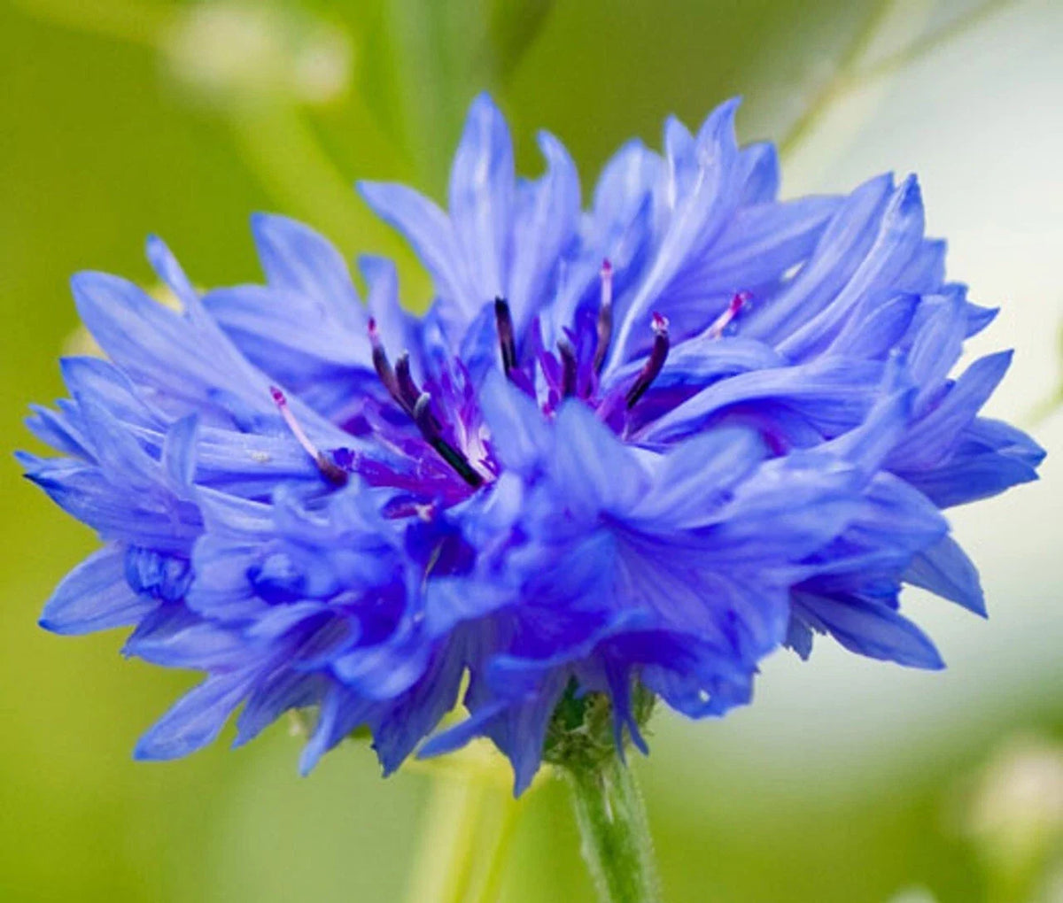 Cornflower Seeds 300+ Count Blue Dwarf Bachelor Button Centaurea cyanus - Non-GMO Cutflower Seeds for Gardens