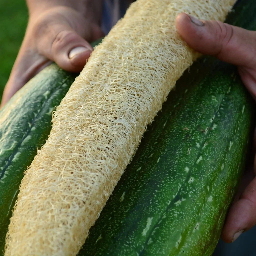 Luffa Gourd Seeds 12 Pack - Loofah Sponge Gourd - Natural Exfoliating Plant - Luffa aegyptiaca - Easy to Grow Gardening Seeds