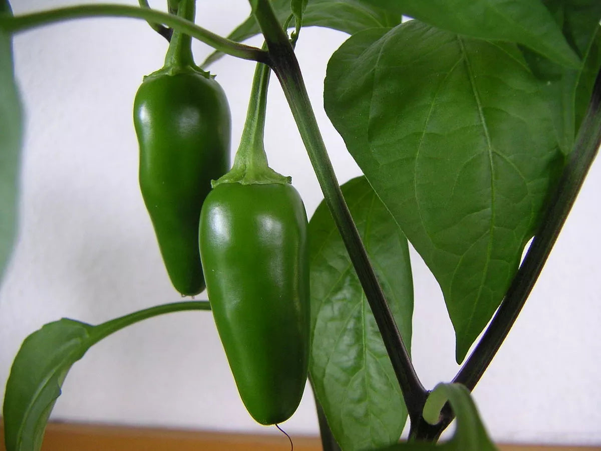 Jalapeno Pepper Seeds - 300 Non-GMO Hot Spicy Seeds - Capsicum annuum - Ideal for Salsas, USA Seller, Free Shipping