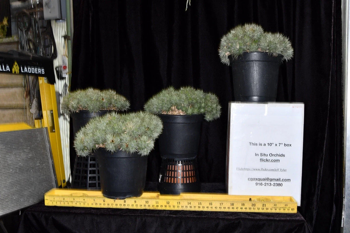 Deuterocohnia brevifolia Plant - Small Hardy Succulent - Unique Greenhouse Variety for Indoor Gardens - Low Maintenance Bromeliad