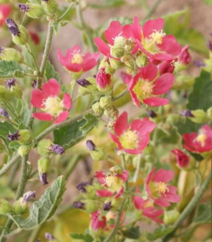 Desert Globemallow Flower Seeds - Drought-Resistant Wildflower - Sphaeralcea ambigua - Orange & Yellow Blooms, Pollinator Friendly
