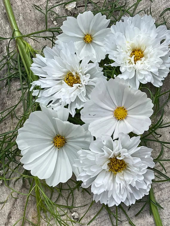 Cosmos Seeds - 200+ Count - White Mix - Cosmos bipinnatus - Easy to Grow Garden Flowers - Attracts Pollinators - USA