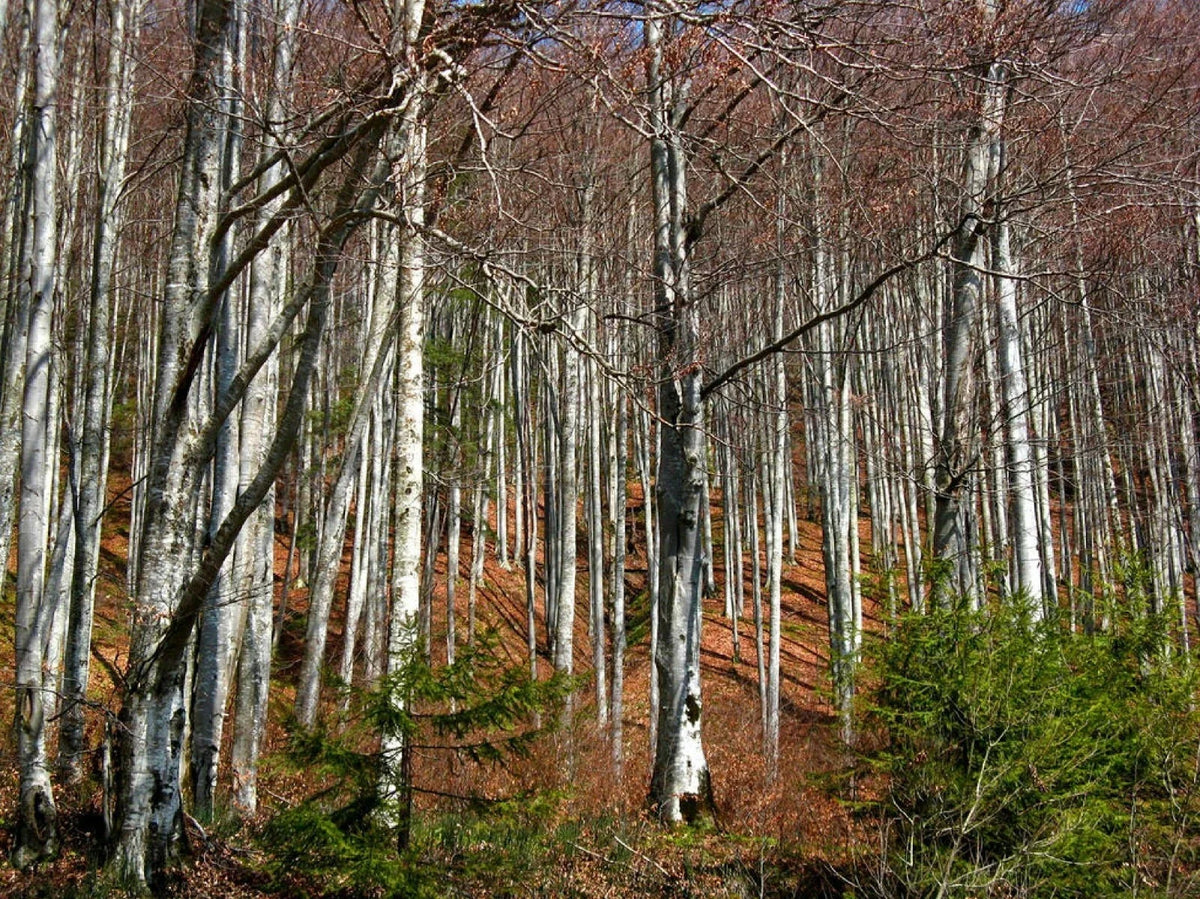 Silver Birch Seeds - 100+ High-Quality Betula pendula for Fast Growing Trees - Drought Resistant, Wildlife Friendly