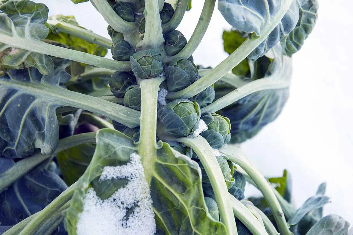 Hestia Brussels Sprouts Seeds - 500+ Count - Non-GMO Brassica oleracea for Home Garden Planting