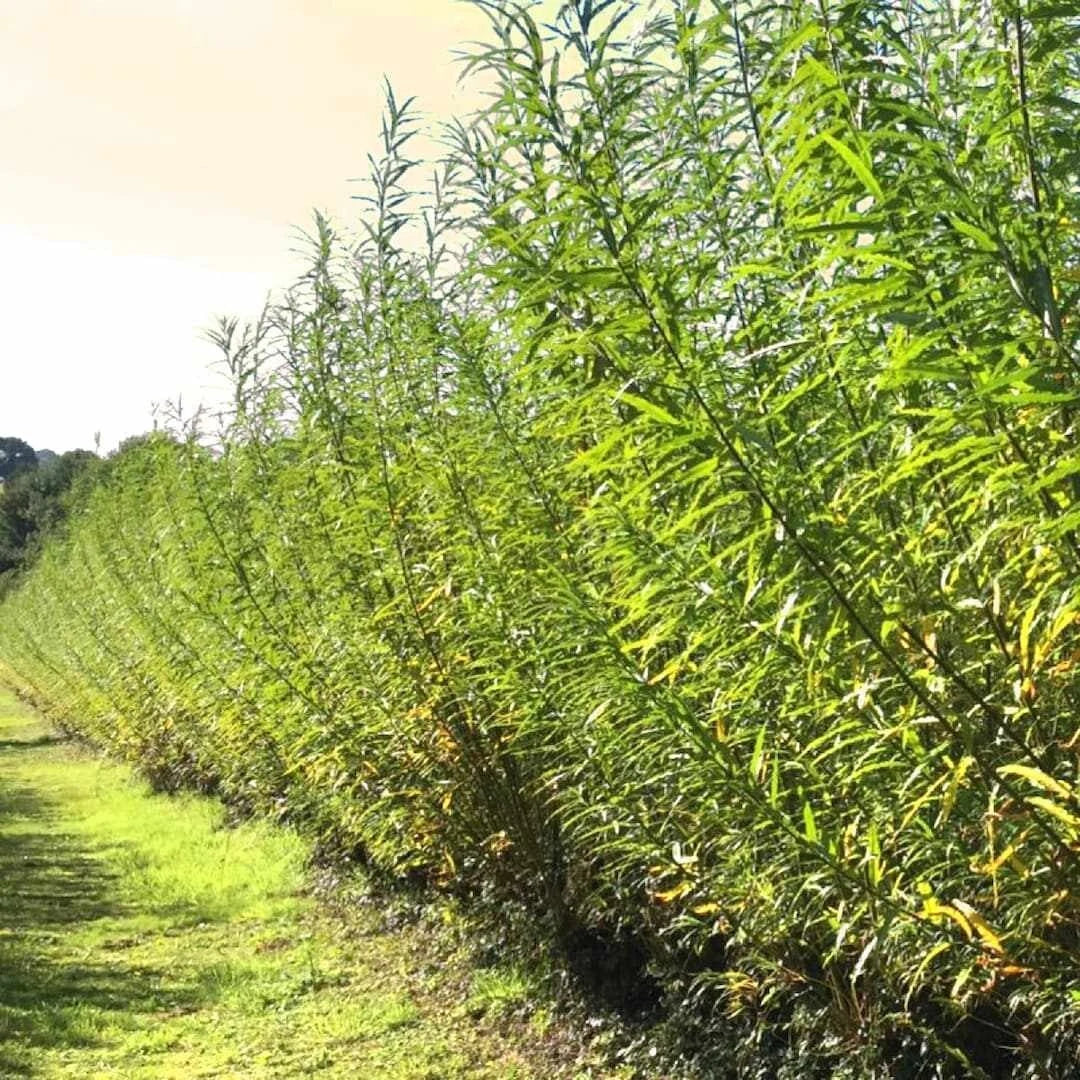 Austree Hybrid Willow Cuttings - 25 Fast Growing Privacy Trees for Hedges - Salix × sepulcralis 'Chrysocoma'