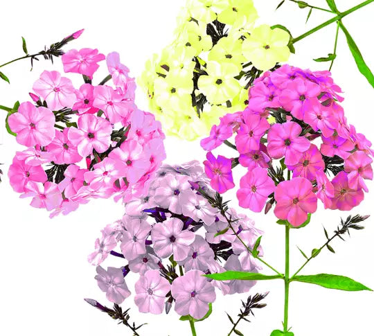 200 Pastel Phlox Drummondi Flower Seeds - Pink, Salmon, Yellow, Rose Mix - Hardy Annuals for Garden Planting