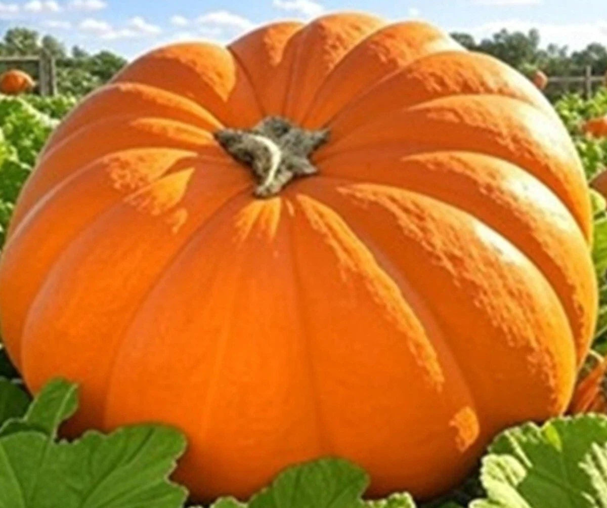 Dills Atlantic Giant Pumpkin Seeds - NON-GMO Heirloom - Large Cucurbita maxima for Home Gardening