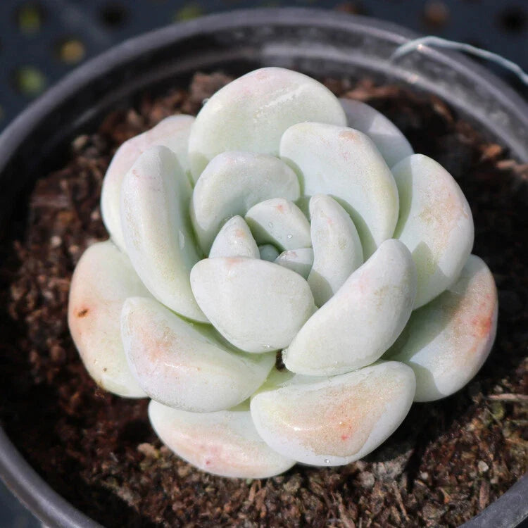 Echeveria Ice Green Succulent Plant 2'' Pot - Fully Rooted Rare Indoor Plant, Echeveria elegans for Home Decor