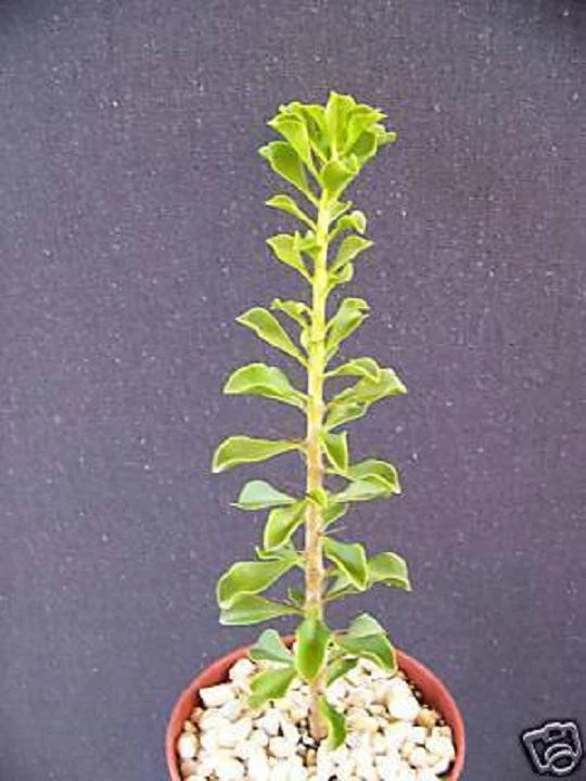 Pereskia Portulacifolia Live Plant - 4 Inch Rare Caudex Cactus - Ornamental Bonsai Style Succulent