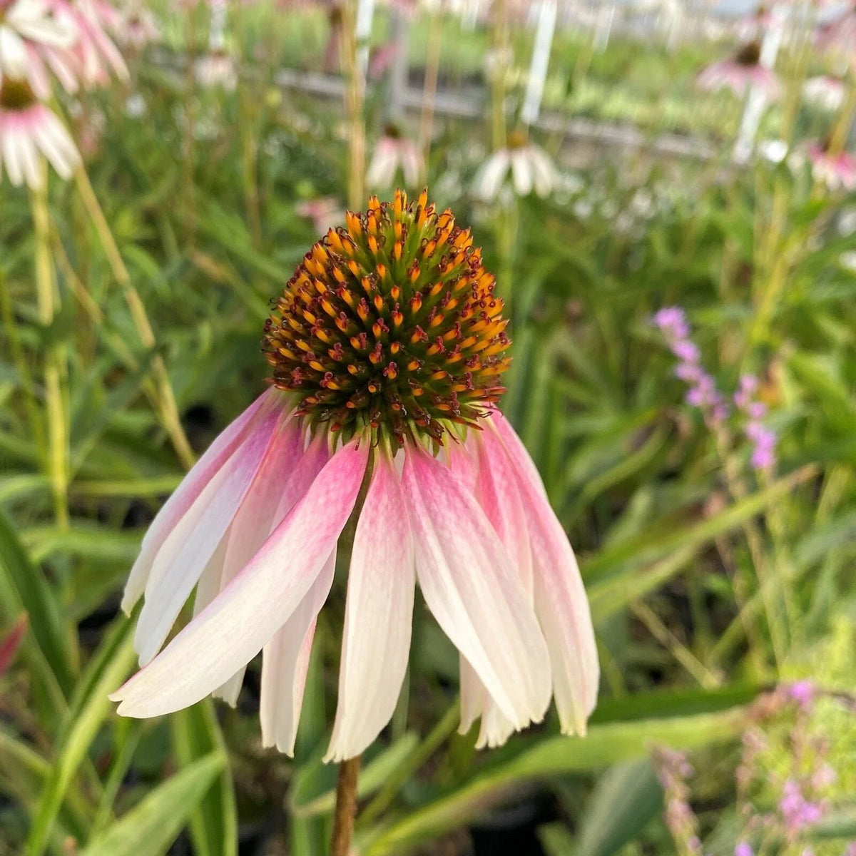 Live Echinacea ‘Pretty Parasols’ Starter Plant | Bi-Color Coneflower | Hardy Perennial | Pollinator Friendly | Echinacea purpurea