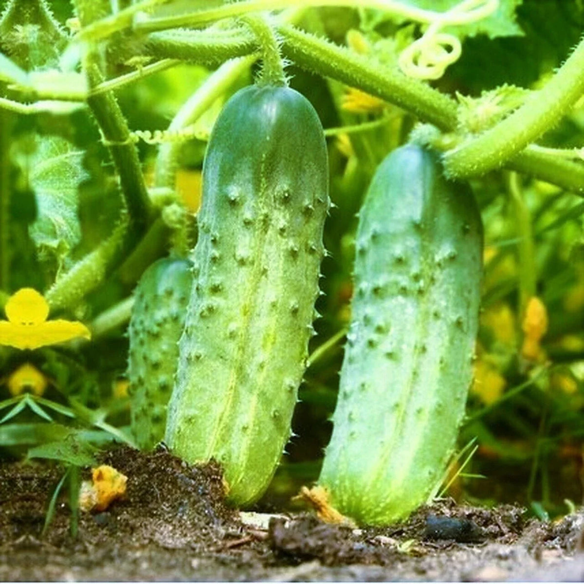 Cucumber Seeds | 50 Pack | National Pickling | High Yield | Cucumis sativus | Non-GMO, Easy to Grow