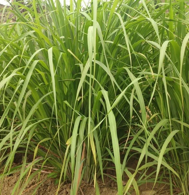 Lemongrass Seeds - 100+ Culinary Herb Seeds - West Indian - Cymbopogon citratus - Perennial Plant - Grown in USA
