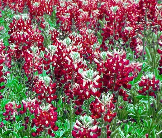 Texas Bluebonnet Seeds - 100 Bulk Maroon Red - Lupinus texensis - Wildflower Garden Planting, Attracts Pollinators