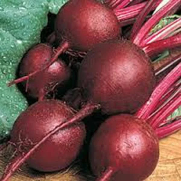 Heirloom Beet Seeds 500+ Ruby Queen Non-GMO Dark Red Sweet Beta vulgaris for Home Gardening