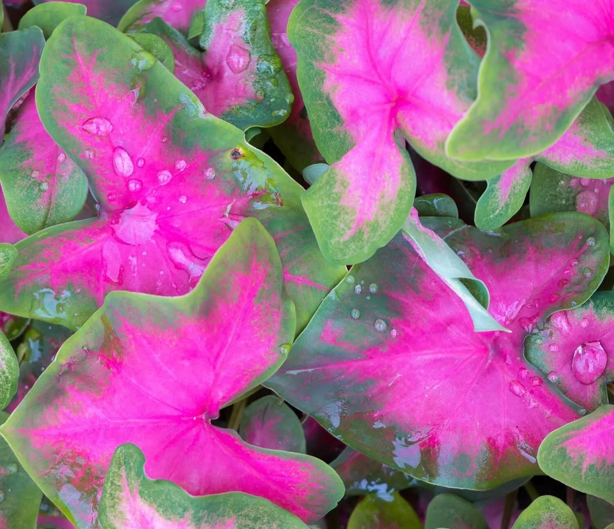 Caladium Bulbs 6 Pack - Pinky Promise Variety - Caladium bicolor - Perennial Elephant Ears for Shady Gardens