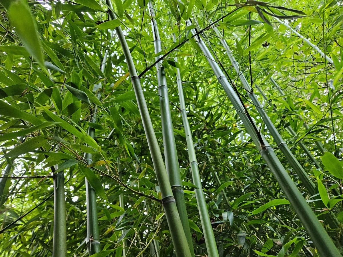Live Rhizomes - Madake Bamboo - Privacy Screen Plant - Phyllostachys bambusoides - Hardy Garden Bamboo (3 per order)
