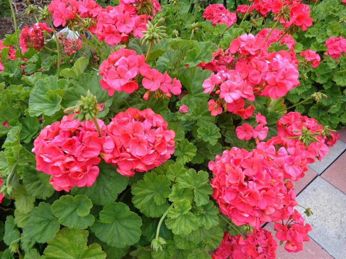 Hardy Geranium Cuttings 5 x 6" Fragrant Red Orange Flowers Pelargonium hortorum - Vibrant, Easy to Grow, Ideal for Containers