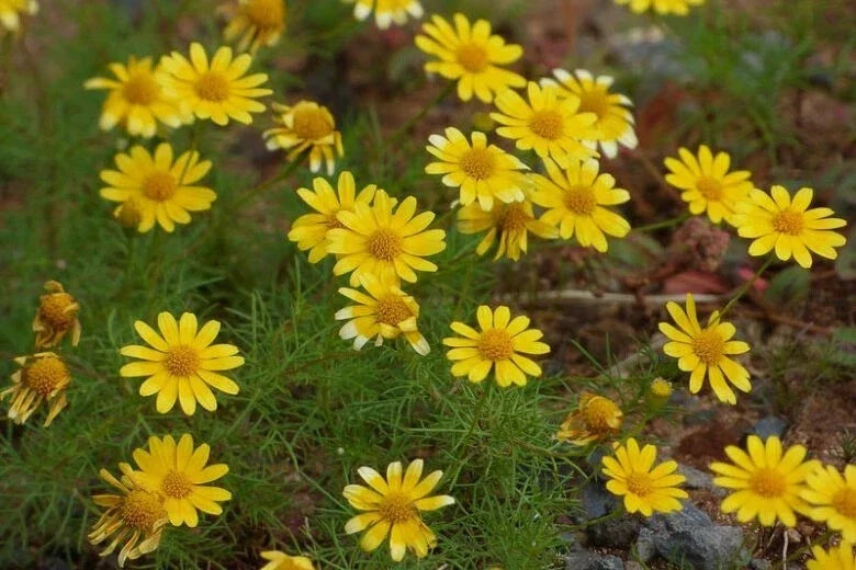 Dahlberg Daisy Seeds - 200+ Count - Yellow Flowers - Thymophylla Tenuiloba - Easy to Grow for Garden Planting