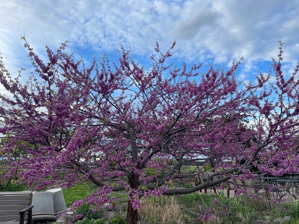 Eastern Redbud Tree Seeds - 100+ Seeds - Pink Flowers - Cercis canadensis - Hardy Garden Plant