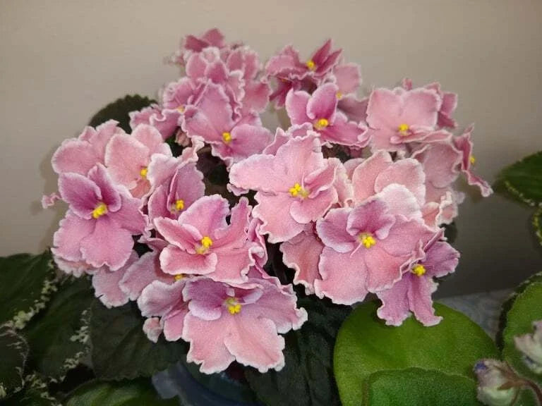 African Violet Leaves 2 Pack *Rockin' Robin* Saintpaulia ionantha - Easy Propagation for Indoor Gardening