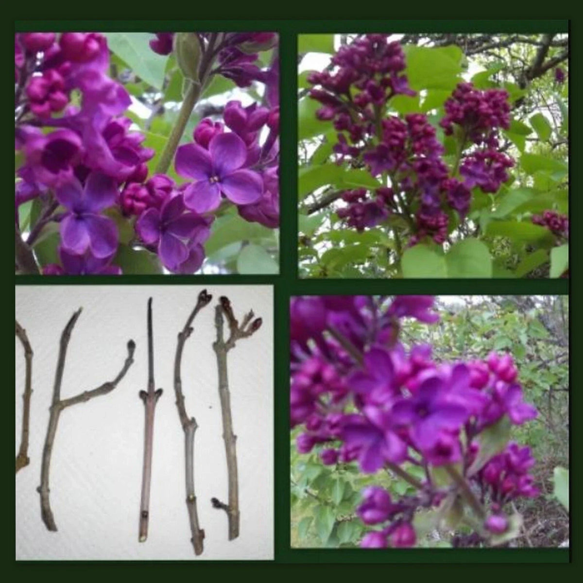 Dark Purple Lilac Cuttings - 10 Organic Syringa Vulgaris - Perennial Flowering Shrub for Vibrant Gardens and Pollinator Attraction