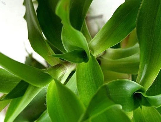 Callisia fragrans "Family Doctor" Plant - 4-inch Easy Care Wandering Jew - Indoor Houseplant - Trailing Green & Purple Foliage