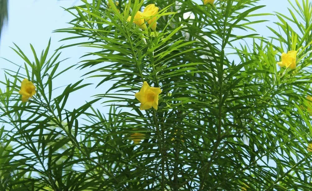 Lucky Nut Bush Seeds - 5 Pack - Thevetia peruviana - Hardy Tropical Plant with Yellow Flowers for Gardens